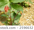 fan columbine, bloom, blossom 2596632