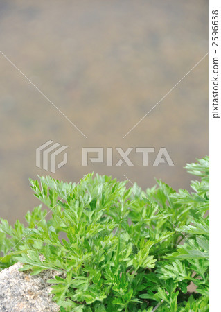 艾草幼葉 2596638