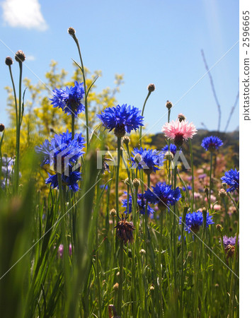 Yaguriku(Yagurumagiku) Yaguriku(Yagurumagiku) 2596665