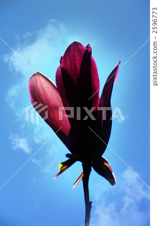 Purple crystal lotus 2596773