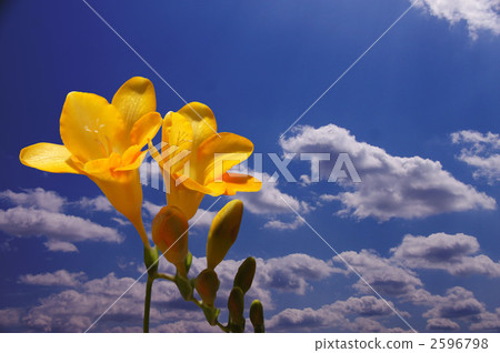 Freesia and blue sky 2596798