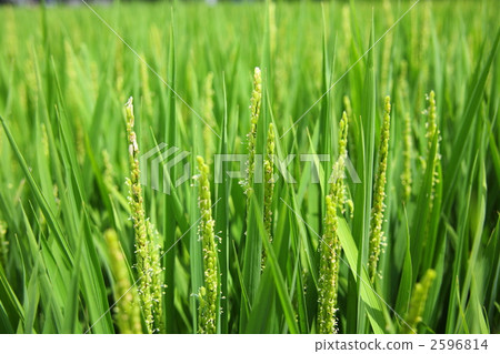 Rice flower Rice flower 2596814