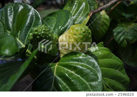 Noni of Hawaii Oahu Noni of Hawaii Oahu 2596820
