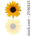 向日葵 2596825