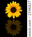 向日葵 2596827