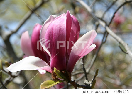 紫水晶蓮花 2596955