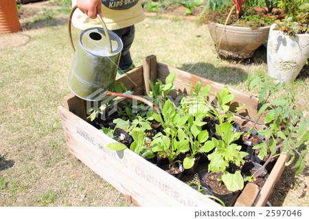 It is big! It is big! 2597046