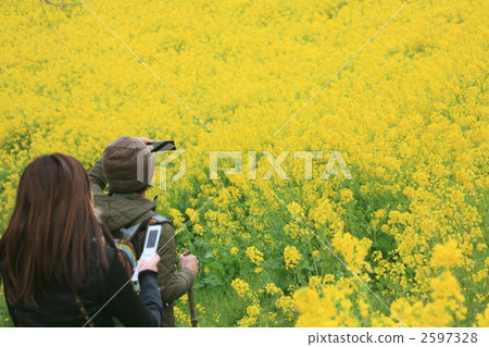 take a picture, field of rapeseed, holiday 2597328
