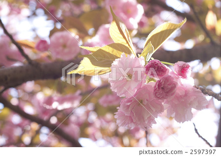 佐藤ZAKURA 2597397