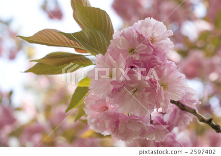 SATO ZAKURA SATO ZAKURA 2597402