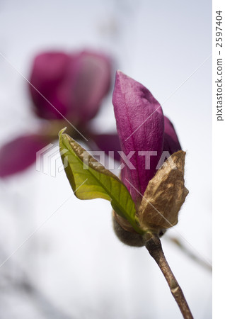 Seiyo magnolia Seiyo magnolia 2597404