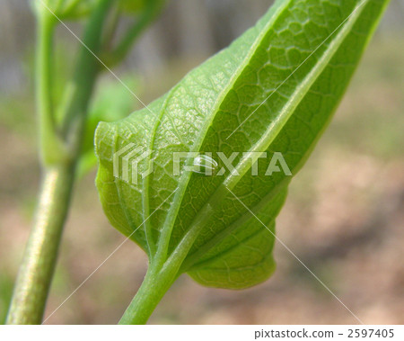 Ruritateha's egg Ruritateha's egg 2597405