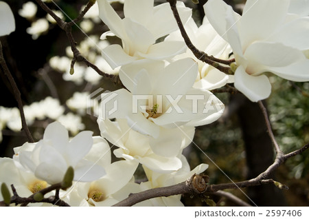 Haku Mokren Haku Mokren 2597406
