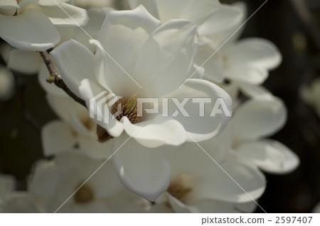 Haku Mokren Haku Mokren 2597407