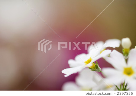 櫻桃樹植物 櫻桃樹植物 2597536