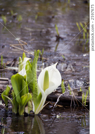亞洲臭菘 天 日 2597675