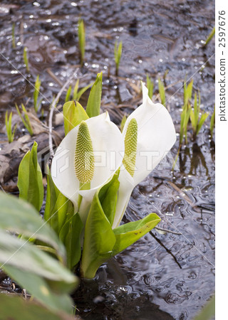 亞洲臭菘 天 日 2597676