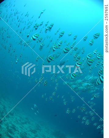 Hatatate Dai Diving Suzuki眼睛蝴蝶雞 2597691