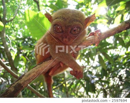 世界上最小的眼鏡Tasha 世界上最小的眼鏡Tasha 2597694