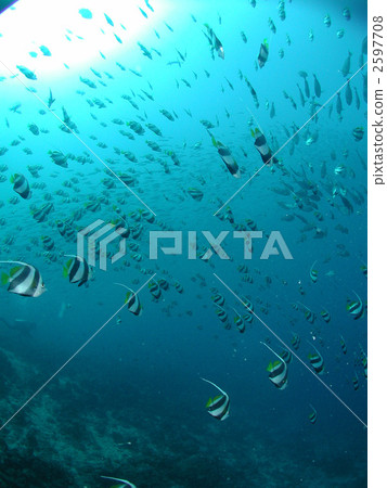 Hatatadai Daikai fish 2597708