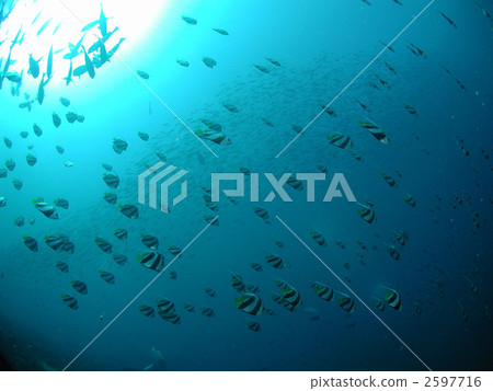 Hatatate Dai herd butterfly family Tropical country 2597716