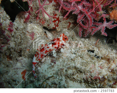 Miyaketeguri Diving Miyaketeguri Diving 2597783