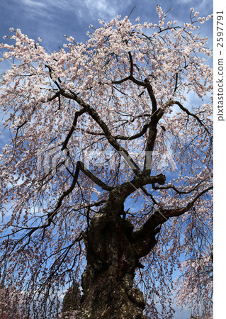 Cherry Blossoms Cherry Blossoms 2597791