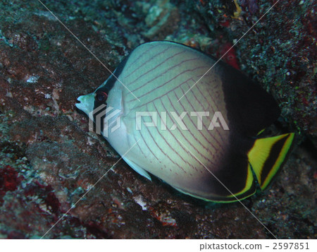 蝴蝶魚海水魚 2597851