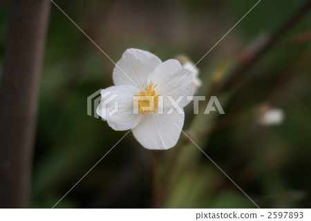 Four squirrel flower horizontal position of white snow mustard Four squirrel flower horizontal position of white snow mustard 2597893