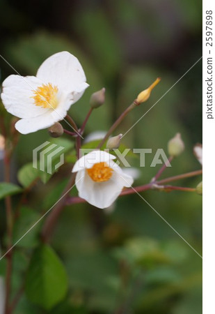 Four-valve flower vertical position of white snow mustard Four-valve flower vertical position of white snow mustard 2597898
