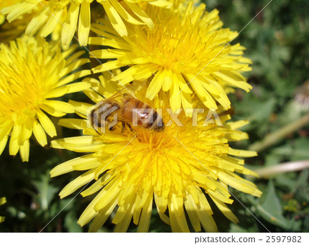 grass field, grassland, grasslands 2597982