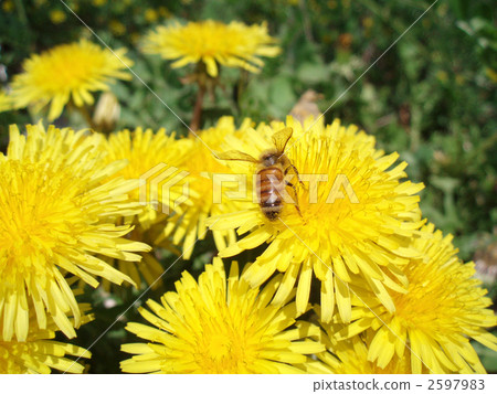 grass field, grassland, grasslands 2597983