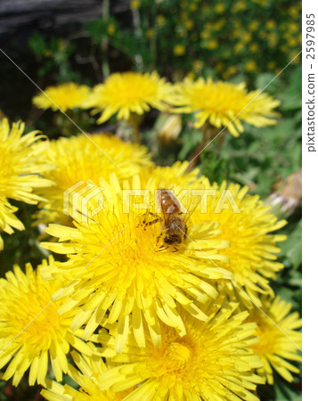 草地 草原 牧場 2597985