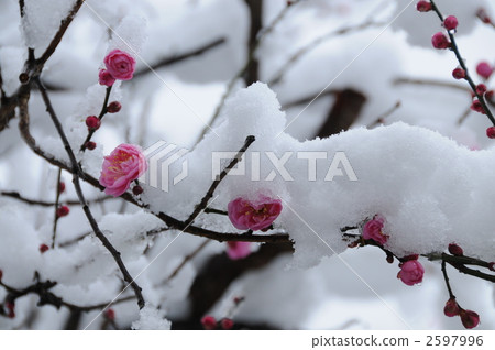 在雪中的小梅花 2597996