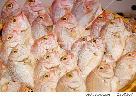 小鯛魚 2598307