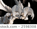 The attacking tiger's claw 2598308