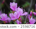 花朵 花 花卉 2598716