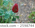 草莓蠟燭 花朵 花 2598744