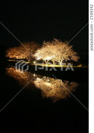 Night cherry tree 006 Night cherry tree 006 2599342