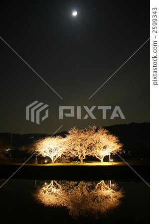 Night cherry tree 007 Night cherry tree 007 2599343