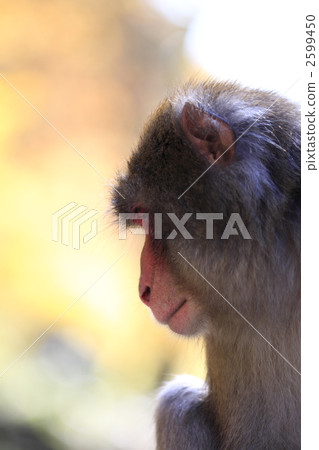 一隻猴子 2599450