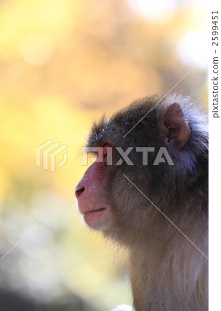 一隻猴子 一隻猴子 2599451