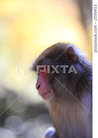 monkey 2599455