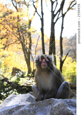 monkey 2599456