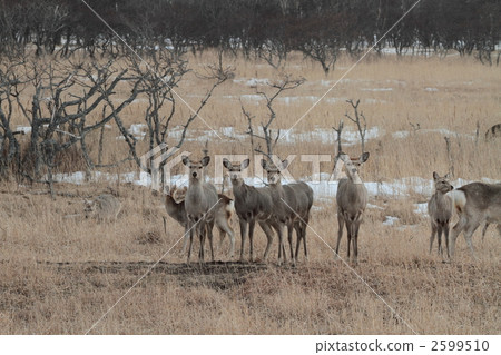 Ezo鹿 Ezo鹿 2599510