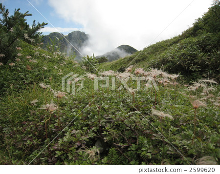 Tingleung秋葉 2599620