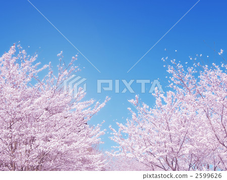 櫻桃樹盛開 2599626