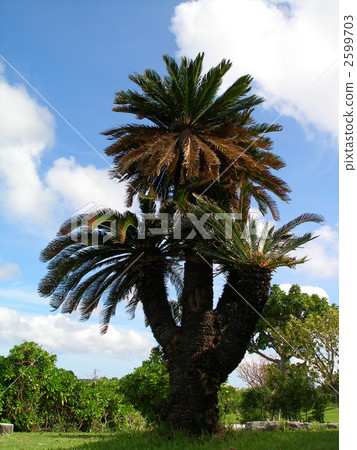 Cycads 2599703