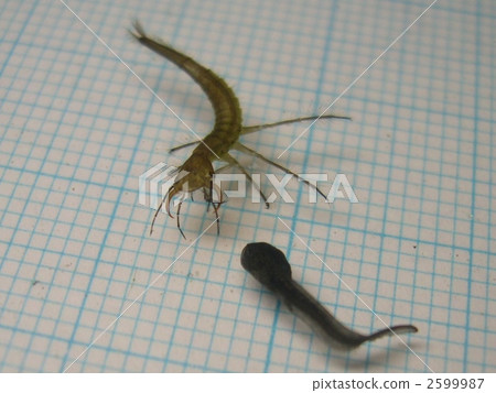 Sharp Genglow Mododic掠奪性場景 2599987