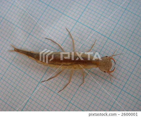 Sharp Genghwa線蟲2個十九個幼蟲 2600001